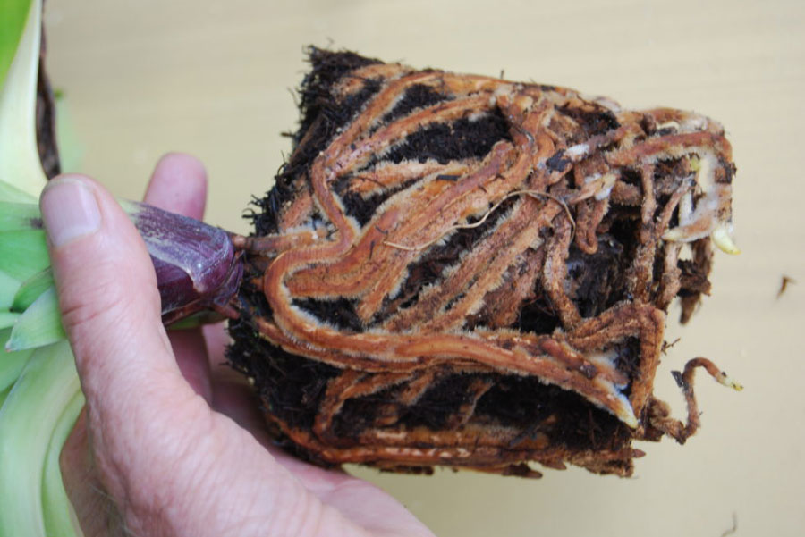 Dớn dương xỉ trồng hoa lan New Zealand