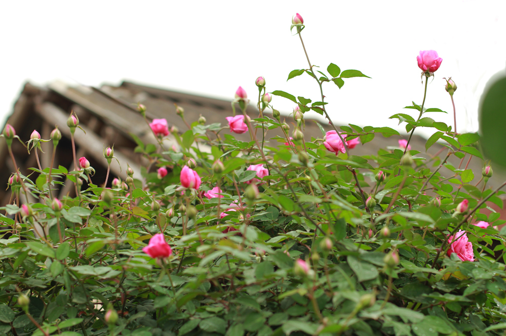 Cách làm hoa hồng ra nhiều nhánh