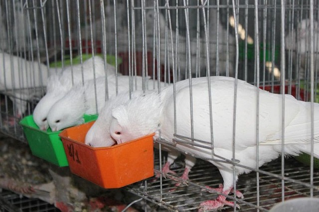 Chuồng nuôi bồ câu cần được thiết kế thông thoáng, có ánh sáng và đảm bảo vệ sinh