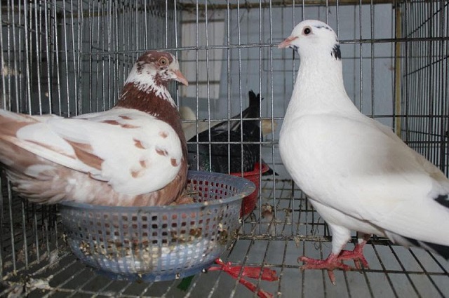 Các Chuyên Gia Chia Sẻ Kỹ Thuật Nuôi Bồ Câu Pháp Sinh Sản