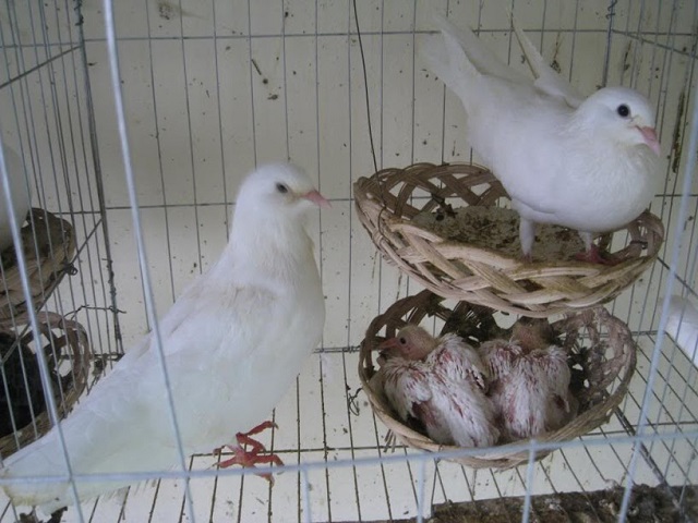 Nuôi bồ câu Pháp sinh sản hiện tại là ngành chăn nuôi nhận được nhiều sự quan tâm