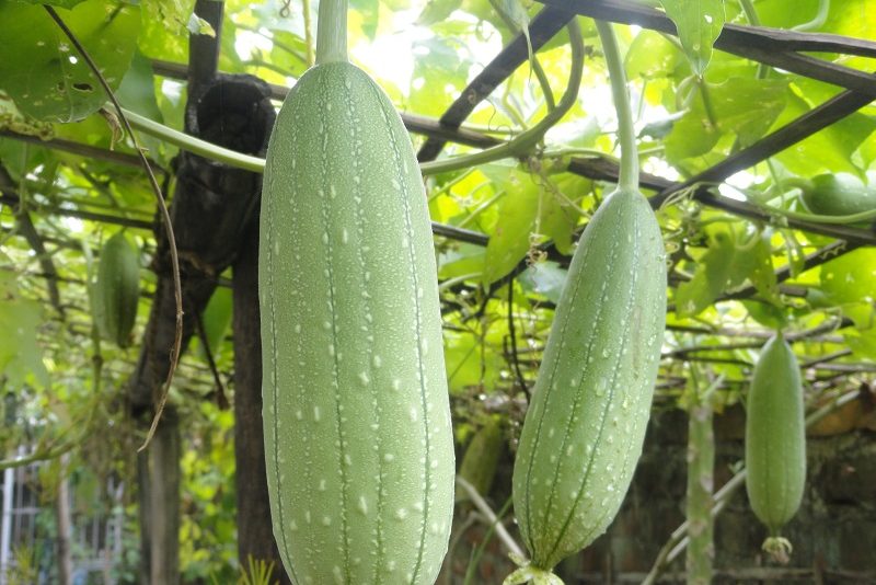 Kỹ thuật trồng mướp hương dễ dàng đến bất ngờ