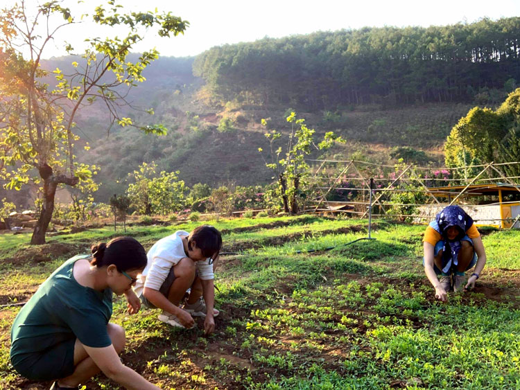 Homestead trên Đà Lạt