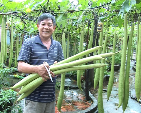 cách chăm sóc mướp hương