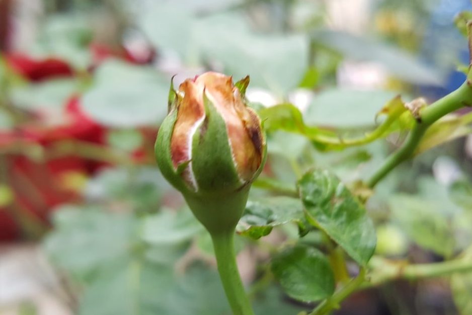 Nguyên do và cách chữa bệnh cho cây hoa hồng leo