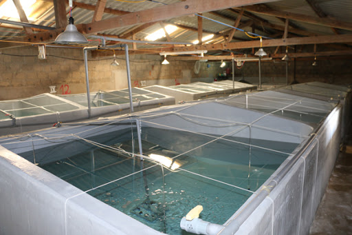 Nuôi tôm càng xanh trong bể xi măng