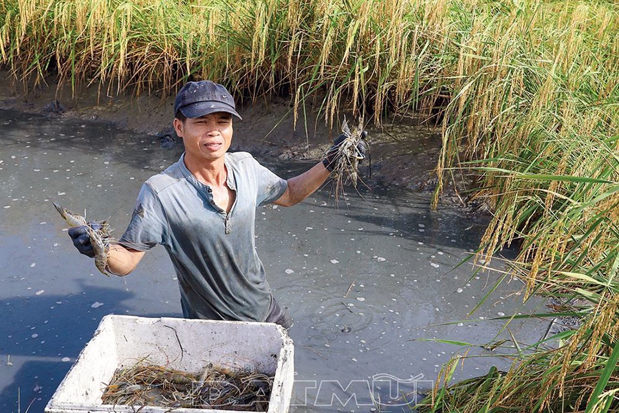 Nuôi tôm càng xanh