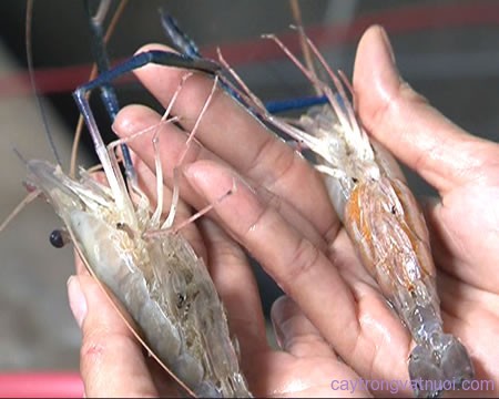 Phân biệt tôm càng xanh cái và đực