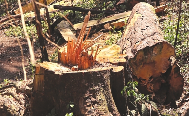 Rừng bạch tùng than khóc