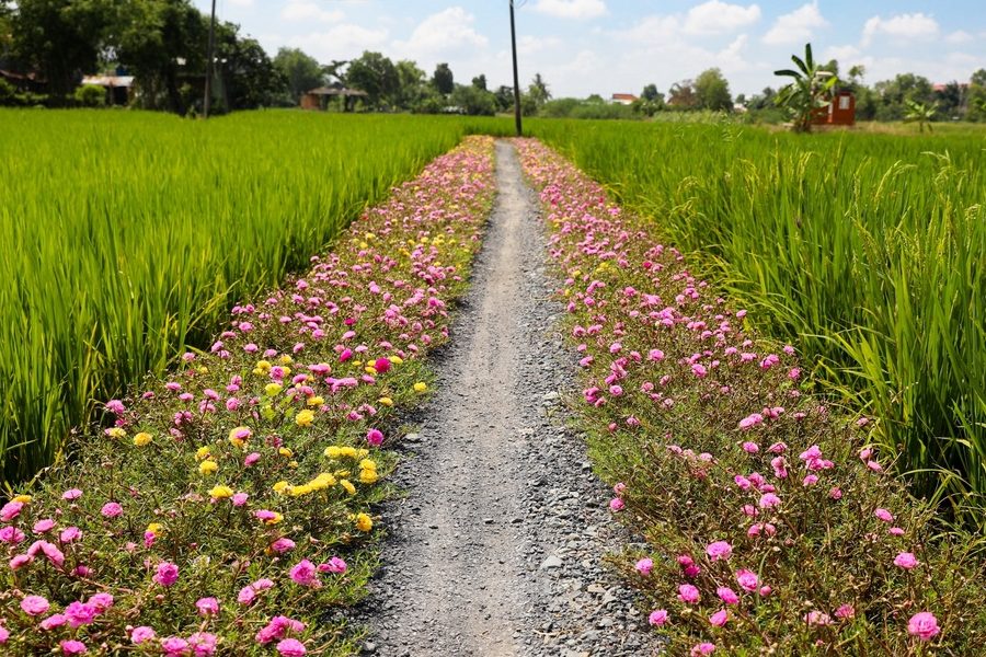 Ruộng lúa bờ hoa