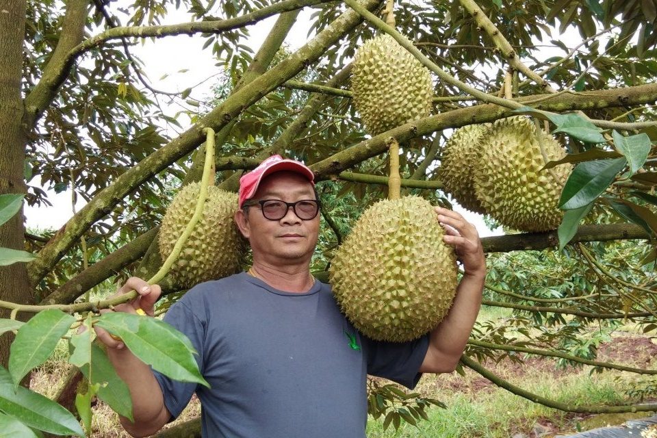 cách chăm sóc cây sầu riêng