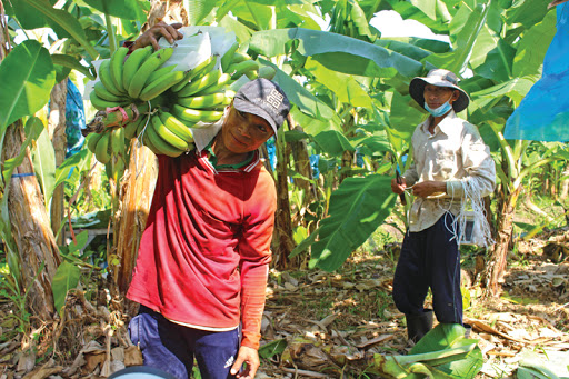 Thu hoạch chuối già Nam Mỹ