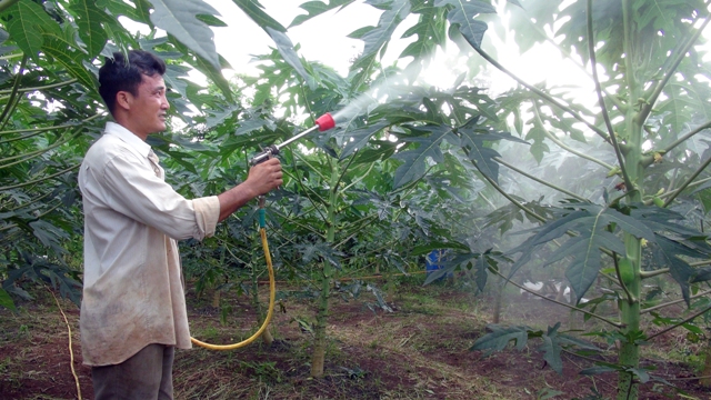 Cách chăm sóc cây đu đủ: tưới nước đầy đủ cho cây