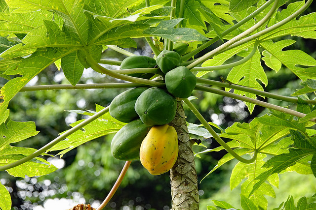 Đu đủ là loại cây quen thuộc, có mặt nhiều trong các vườn nhà