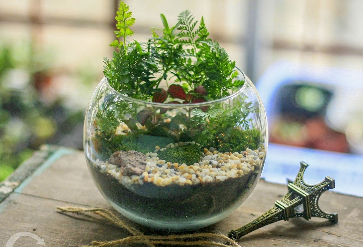 trồng cây thủy canh