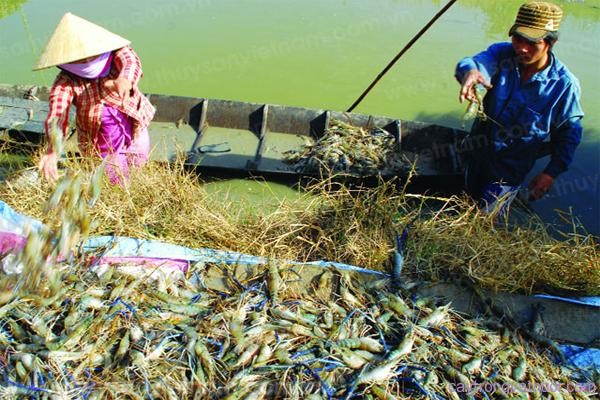 Tôm càng xanh phân bố trên sông