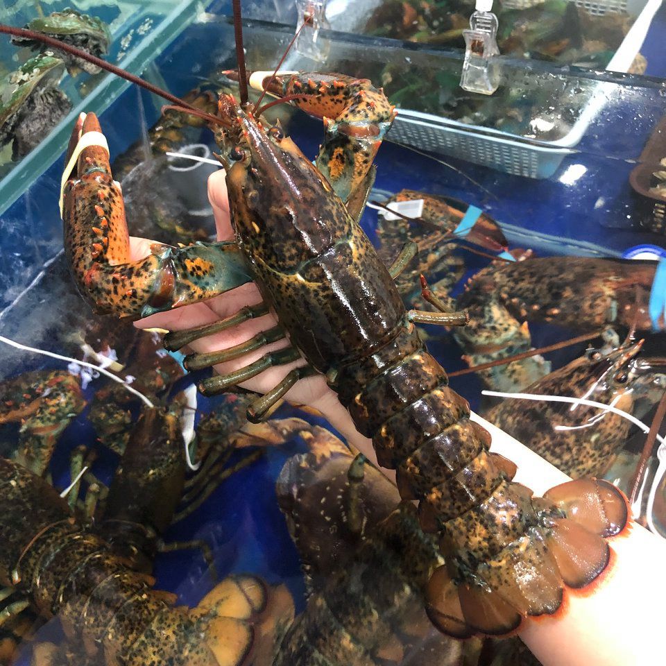 Tôm hùm nước ngọt