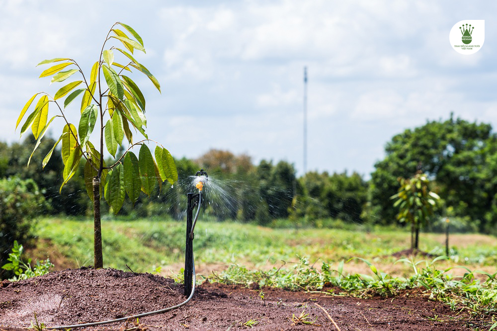 Cách chăm sóc cây sầu riêng