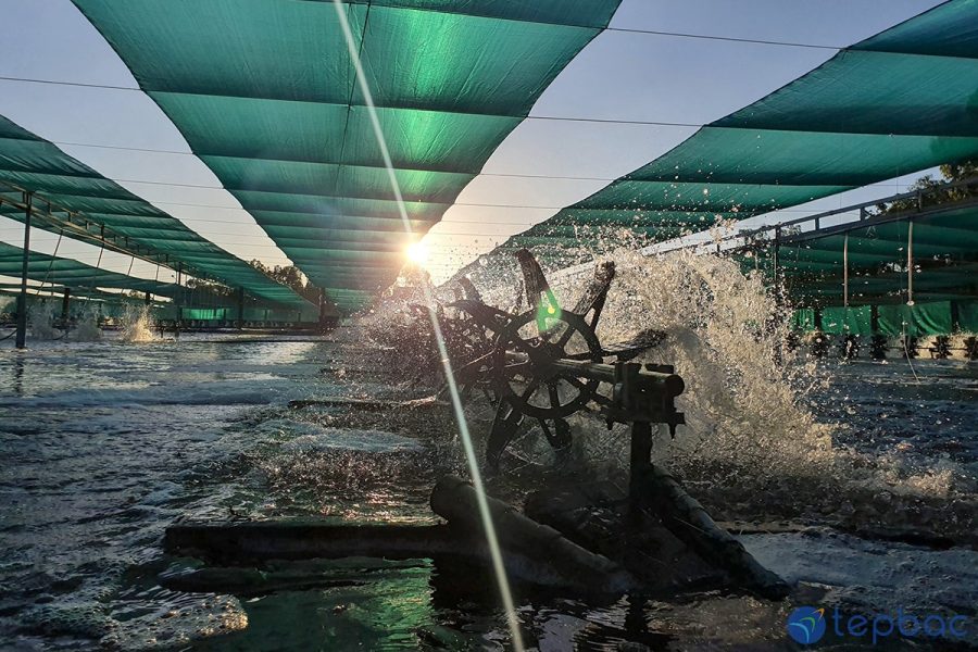 nuôi tôm công nghệ cao hiệu quả