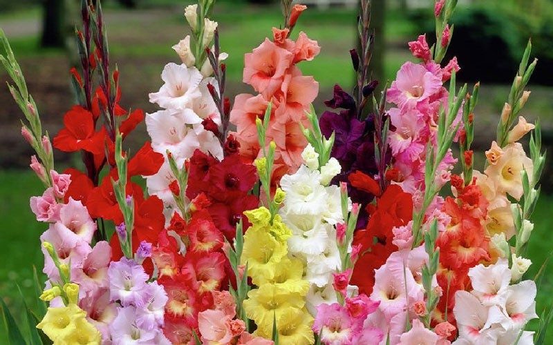 Hướng dẫn trồng nở lay ơn nở đẹp quanh năm