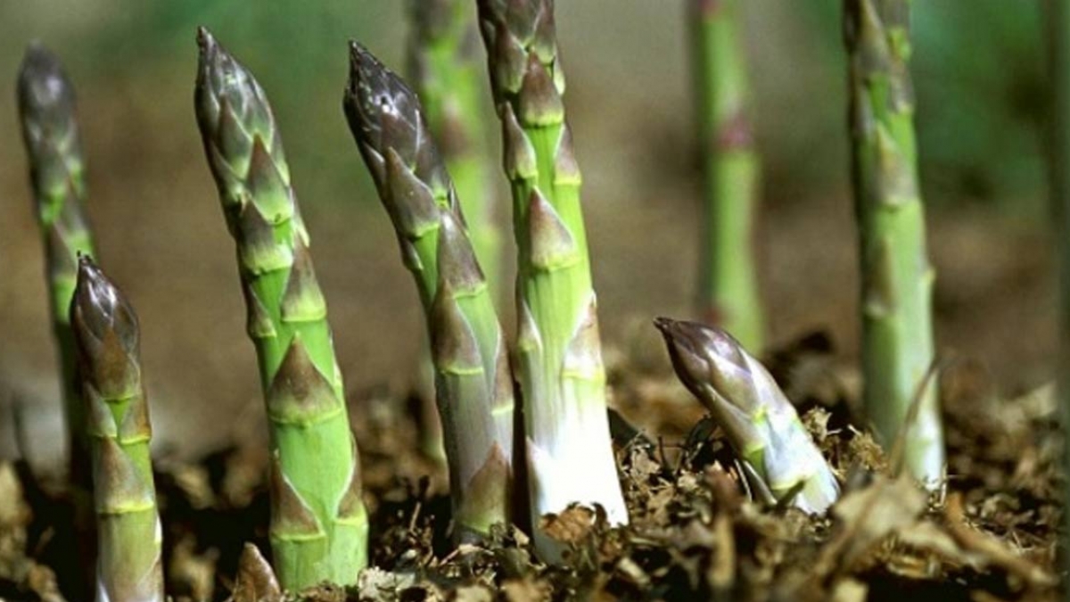 Cách trồng măng tây từ rễ đạt hiệu quả cao