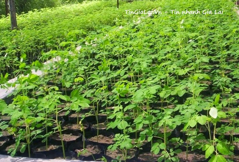 Làm giàu từ việc trồng cây chùm ngây