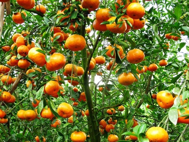 Bón phân cho quýt hồng