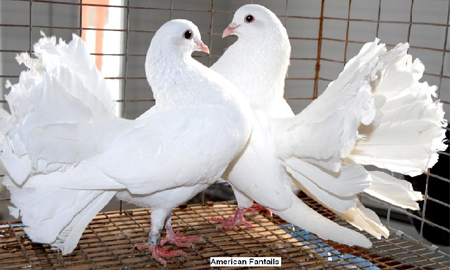 bồ câu Nhật đuôi xòe