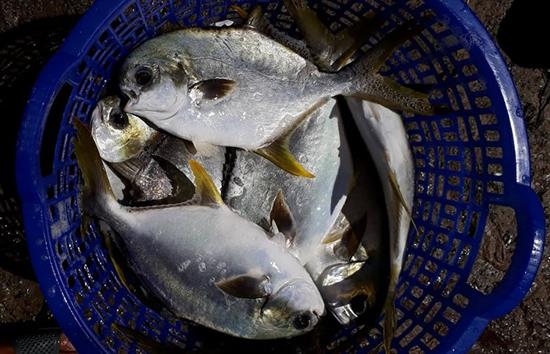 Lựa chọn mùa vụ nuôi cá chim trắng vây vàng