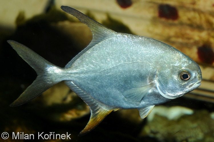 Mô hình nuôi trồng cá chim trắng vây vàng