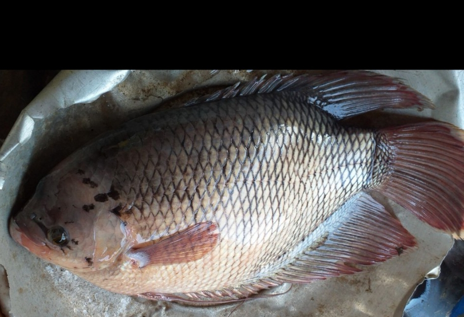 Cá tai tượng sinh sản