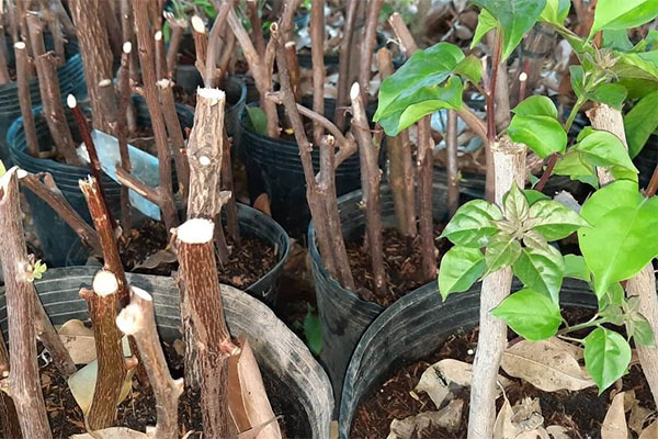 Cách trồng hoa giấy bằng cành