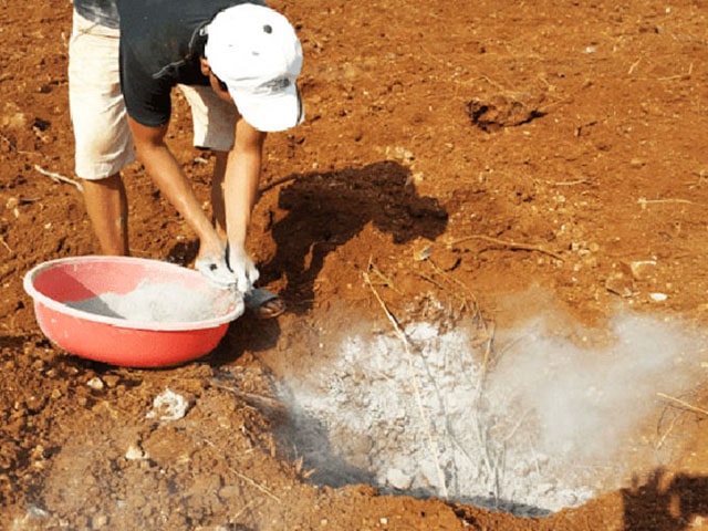 Bón phân cho cây macca