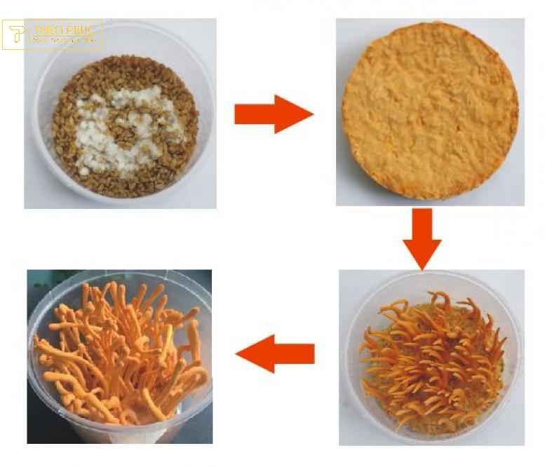 nuôi nấm đông trùng hạ thảo bằng phương pháp sinh