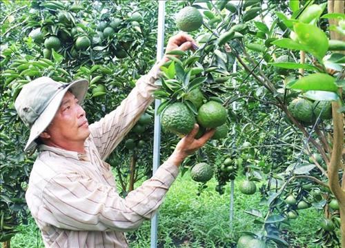  Kinh nghiệm trồng cam sành trên đất phèn