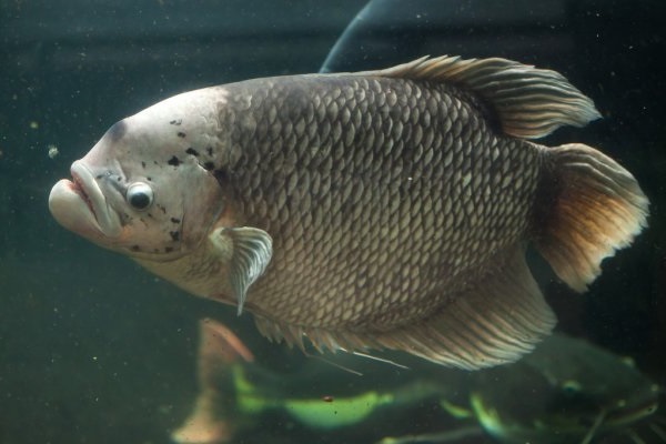 Ao nuôi cá tai tượng