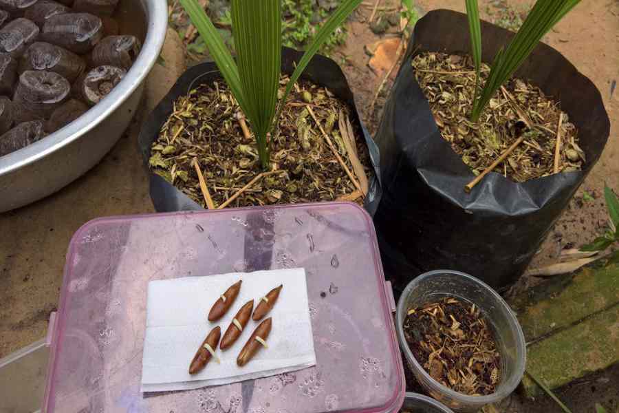 Cần chăm sóc đúng cách để có năng suất cao