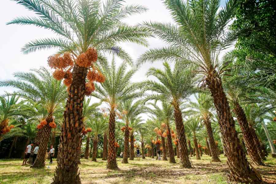 Chăm sóc cây Chà Là