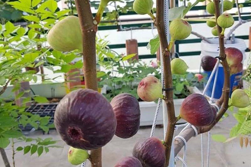 Cây sung mỹ được trồng trên sân thượng