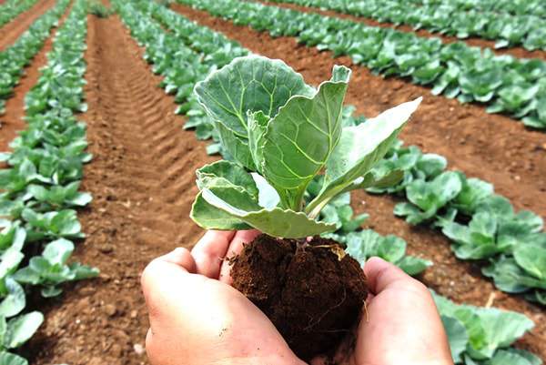 Trừ sâu đúng cách cây phát triển tốt