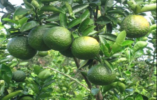  cây cam sành đầy tiềm năng