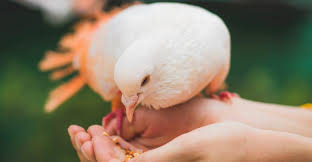 Nuôi chim bồ câu đổi đời