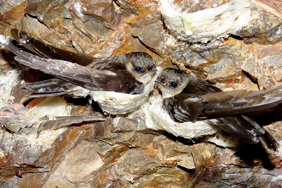 Mô hình nuôi yến