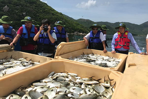 Mô hình nuôi trồng cá chim trắng vây vàng