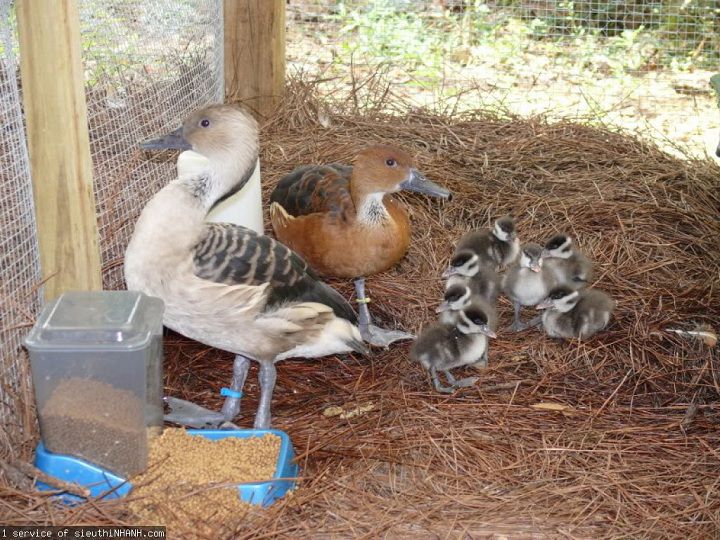 Thức ăn cho le le trong thời kì sinh sản cần được chú trọng