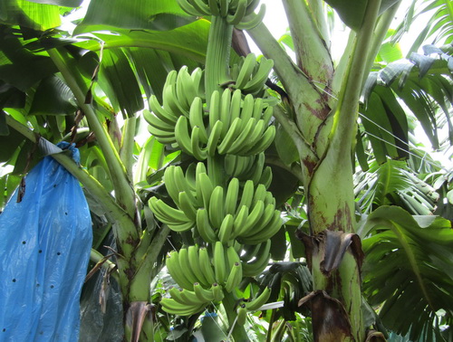 Trồng chuối Mỹ