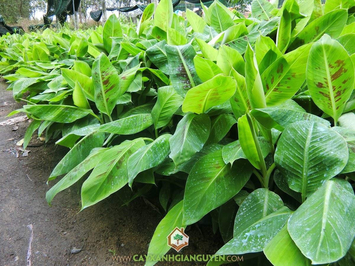 Trồng chuối Mỹ