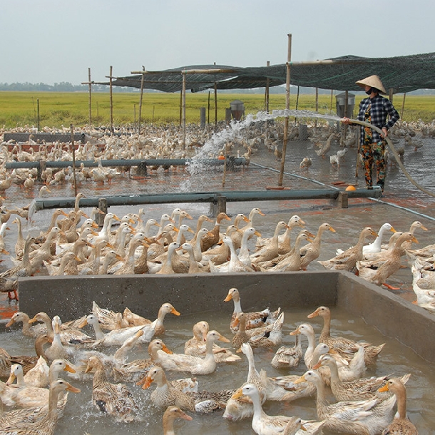 nông dân và đàn vịt