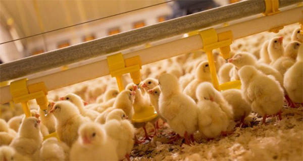 Chuồng úm gà con