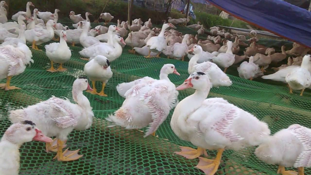 Chuồng nuôi vịt xiêm Pháp 